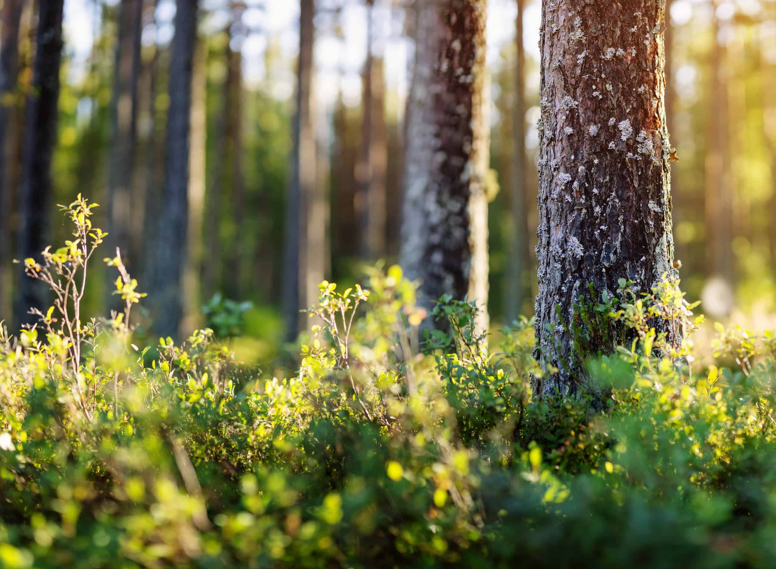 Beautiful view of the forest in early morning. Lahemaa national park, Estonia